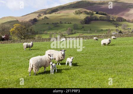 Les moutons et les agneaux qui bissent sous le Souther sont tombés dans le parc national du district des lacs, au sud de Mungrisdale, Cumbria, Royaume-Uni Banque D'Images