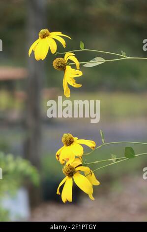 Le jaune est la couleur vive dominante et proéminente dans ces imags. Banque D'Images