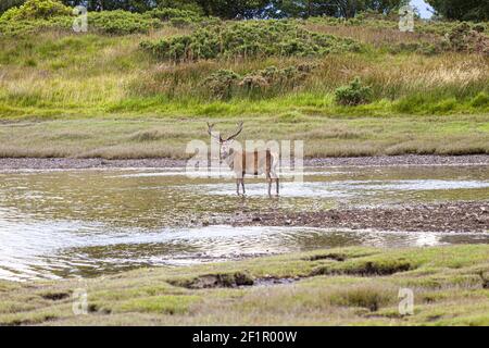 Un cerf rouge stag debout dans le Loch Don, l'île de Mull, les Hébrides intérieures, Argyll et Bute, Écosse, ROYAUME-UNI Banque D'Images