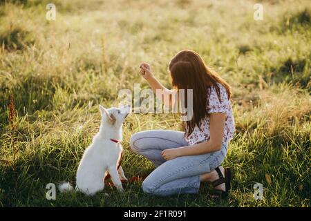 Femme entrainement chiot blanc mignon à se comporter et de nouvelles astuces dans la prairie d'été dans la lumière chaude du coucher du soleil. Adorable petit berger suisse moelleux chiot obtenir une récompense pour Banque D'Images