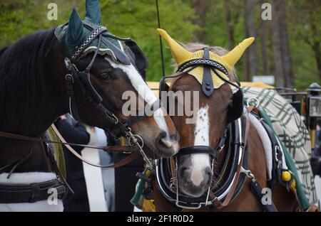 beau cheval en harnais, amour Banque D'Images