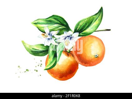 Branche orange avec fleurs et feuilles de fruits. Illustration aquarelle dessinée à la main, isolée sur fond blanc Banque D'Images