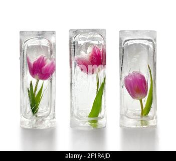 Trois superbes tulipes rouges et violettes congelées à l'intérieur de blocs de glace transparents, fond blanc, concept de décoration Banque D'Images