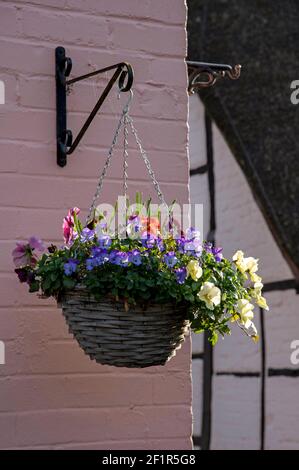 Angleterre, Royaume-Uni. 2021. Panier suspendu en fleur avec fleurs d'hiver sur le mur d'une maison dans le sud de l'Angleterre. Banque D'Images