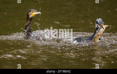 Cormoran Banque D'Images