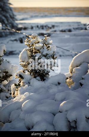 Le Holly recouvert de neige reflète le soleil de fin de soirée. Landes du Yorkshire à 900 pieds Banque D'Images