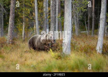 Ours brun dans l'habitat naturel de la Finlande, faune finlandaise, rencontre rare, grand prédateur, nature sauvage européenne. Magnifique et majestueux Brown Bear U. Banque D'Images