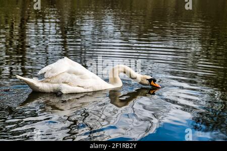 Mâle rafle muet cygne (Cygnus olor) natation et boire dans le lac, domaine de Gosford, Lothian est, Écosse, Royaume-Uni Banque D'Images