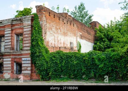 Mur de briques surcultivé et feuilles pour les fonds. Mur de briques et Ivy. Plante verte surcultivée sur fond de mur ancien. Virginia rampante vigne Parthenocesu Banque D'Images