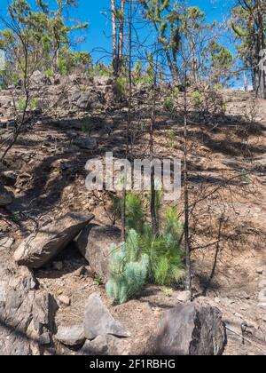 Des pousses de pins verts luxuriants au parc naturel de Tamadaba année après le feu de forêt, partiellement brûlé forêt de renouvellement. Attention sélective. Gran Canaria, îles Canaries Banque D'Images