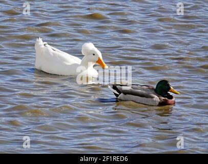 Portrait d'un canard à crête, et d'un canard colvert, sur un étang à Redmond, Oregon. Banque D'Images