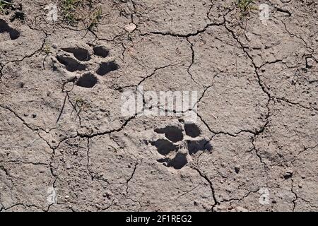 Un ensemble de paw de coyote est imprimé dans la boue dans le monument national John Day Fossil Beds, dans le centre de l'Oregon. Banque D'Images