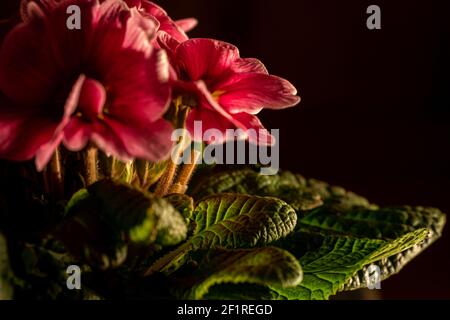 Fleurs roses illuminées isolées de primula, fond noir Banque D'Images