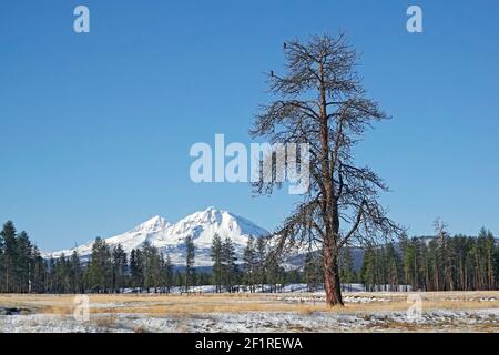 Une paire de faucons à queue rouge perchent dans un museau de pin ponderosa dans un champ situé sous les sommets de North Sisters et de South Sisters dans les montagnes Cascade de l'Oregon, près de Sisters, en Oregon. Banque D'Images