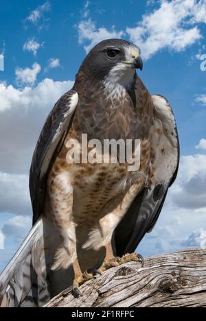 Swainson's Hawk ; Nouveau-Mexique ; montagnes San Juan ; faune ; oiseaux ; Oiseaux de proie; Raptors; ; Banque D'Images