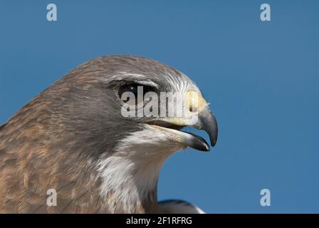 Swainson's Hawk ; Nouveau-Mexique ; montagnes San Juan ; faune ; oiseaux ; Oiseaux de proie; Raptors; ; Banque D'Images