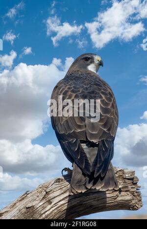 Swainson's Hawk ; Nouveau-Mexique ; montagnes San Juan ; faune ; oiseaux ; Oiseaux de proie; Raptors; ; Banque D'Images