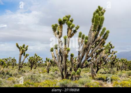 Parc national de Joshua Tree. Parc national américain du désert dans le sud-est de la Californie. Banque D'Images