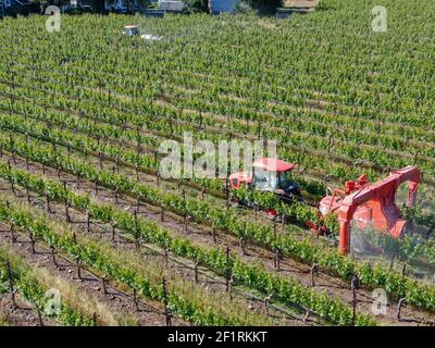 Tracteur agricole pulvérisant des pesticides et des insecticides herbicides sur des champs de vignes vertes. Banque D'Images