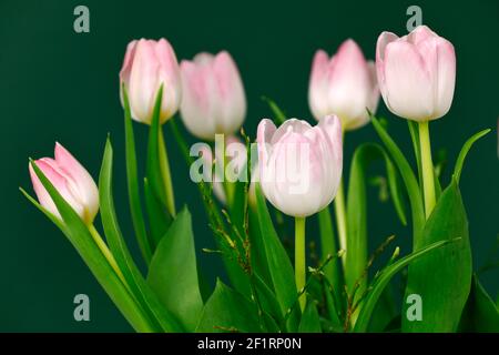 Tulipes roses isolées sur sol vert Banque D'Images