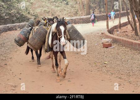 Matheran, Maharashtra, Inde, mars 02 2021: Cheval utilisé pour transporter des charges lourdes telles que des bouteilles de gaz de cokage en amont de Matheran, UNE station de colline près Banque D'Images