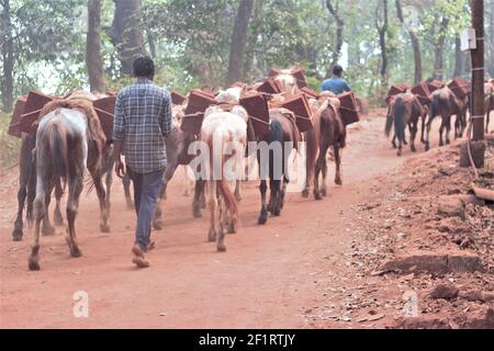 Matheran, Maharashtra, Inde, mars 02 2021: Chevaux transportant une lourde charge comme la construction de briques laterites en amont de Matheran, UNE station de colline près de Mumba Banque D'Images