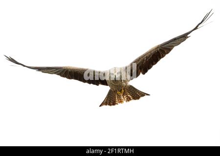 Un cerf-volant noir (Milvus migrans) volant dans la lumière du matin en Allemagne. Banque D'Images