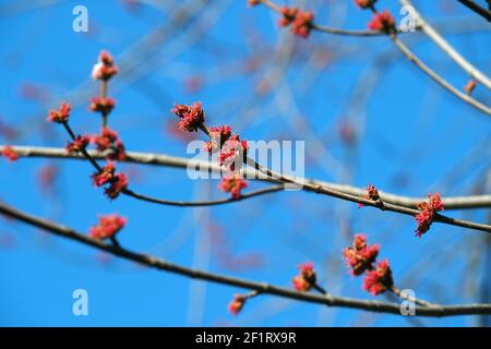 Érable argenté, érable de ruisseau, érable à feuilles argentées, siber-Ahorn, Acer saccharinum, Ezüst juhar, Budapest, Hongrie, Magyarország, Europe Banque D'Images