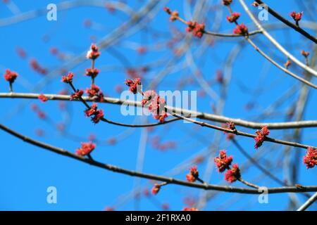 Érable argenté, érable de ruisseau, érable à feuilles argentées, siber-Ahorn, Acer saccharinum, Ezüst juhar, Budapest, Hongrie, Magyarország, Europe Banque D'Images