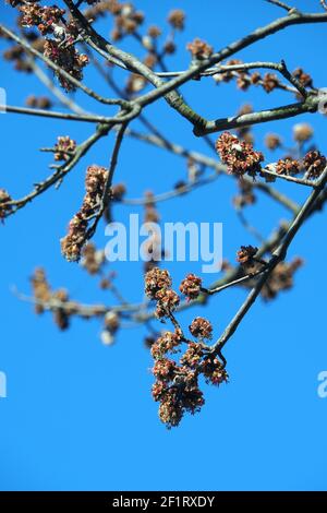 Érable argenté, érable de ruisseau, érable à feuilles argentées, siber-Ahorn, Acer saccharinum, Ezüst juhar, Budapest, Hongrie, Magyarország, Europe Banque D'Images