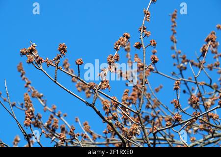 Érable argenté, érable de ruisseau, érable à feuilles argentées, siber-Ahorn, Acer saccharinum, Ezüst juhar, Budapest, Hongrie, Magyarország, Europe Banque D'Images