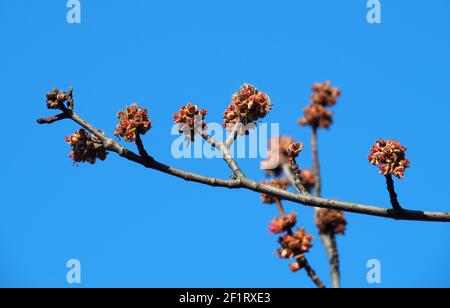 Érable argenté, érable de ruisseau, érable à feuilles argentées, siber-Ahorn, Acer saccharinum, Ezüst juhar, Budapest, Hongrie, Magyarország, Europe Banque D'Images