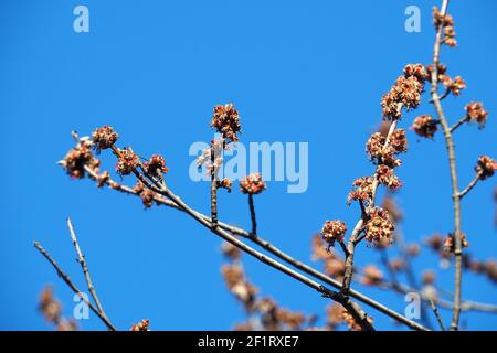 Érable argenté, érable de ruisseau, érable à feuilles argentées, siber-Ahorn, Acer saccharinum, Ezüst juhar, Budapest, Hongrie, Magyarország, Europe Banque D'Images