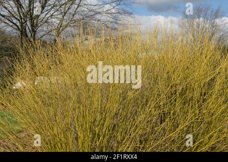 Tiges d'hiver jaune vif d'un arbuste de Dogwood d'Osier rouge (Cornus sericea « jaune Bud ») Culture dans une frontière herbacée dans un jardin en Rural Devon Banque D'Images