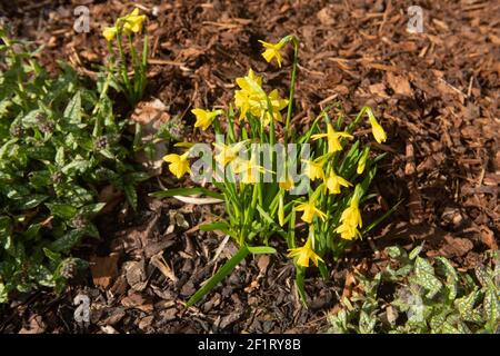 Groupe de plantes de jonquille jaune vif à fleurs printanières (Narcissus 'Jumblie') Croissant dans une frontière herbacée entouré par le paillis dans un Jardin Banque D'Images