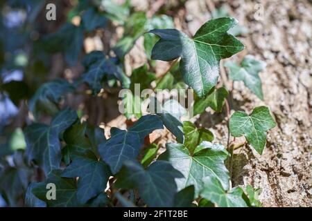 De nombreuses feuilles de lierre (hedera Helix) sur l'écorce. Gros plan. Vue vers le haut. Banque D'Images