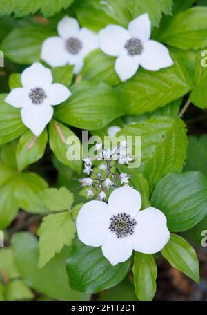 Dogwood nain (Cornus canadensis), parc provincial Carmanah Walbran, Colombie-Britannique, Canada Banque D'Images