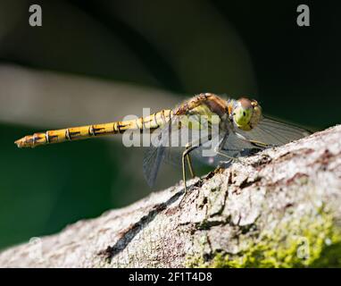 Libellule Darter commun perchée sur la branche. Banque D'Images