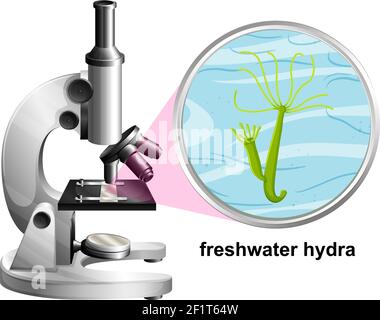 Microscope avec structure anatomique de l'Hydra d'eau douce sur fond blanc illustration Illustration de Vecteur