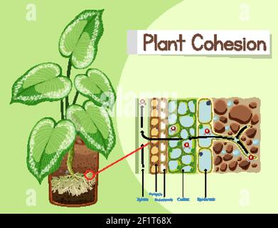 Schéma illustrant la cohésion des plantes Illustration de Vecteur