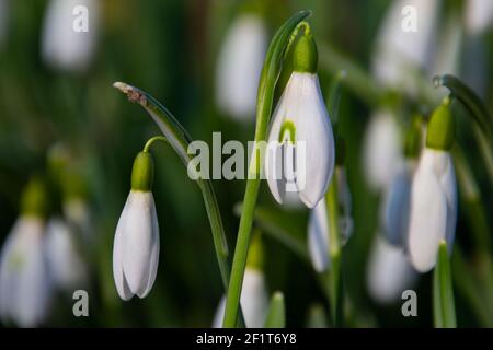 Gros plan des gouttes de neige, également appelées Galanthus nivalis ou schneegloeckchen Banque D'Images