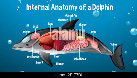 Anatomie interne d'un dauphin avec illustration de l'étiquette Illustration de Vecteur