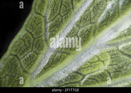 Macro de la feuille de céleri verte sous le microscope avec un grossissement de 40 fois Banque D'Images