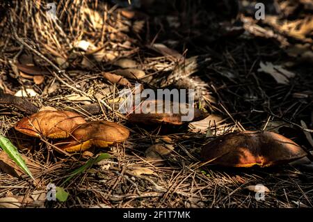 Macro gros plan photographie de champignons et de sous-croissance dans la nature Sardaigne Banque D'Images