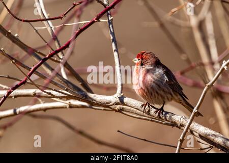 Une maison mâle adulte finch ( Haemorhous mexicanus) perçant sur la branche sans feuilles d'un arbuste en hiver. Les mâles ont une coloration rouge unique dans le ventre, la poitrine a Banque D'Images