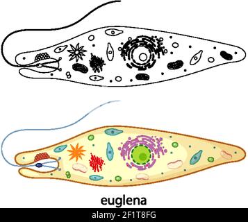 Euglena en couleur et de l'enluche sur fond blanc illustration Illustration de Vecteur