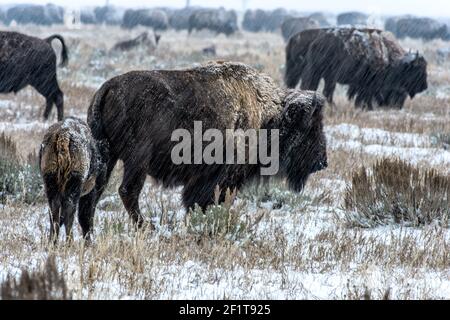 Troupeau de bisons pendant une tempête de neige au Grand Teton National Stationnement Banque D'Images