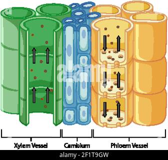 Schéma illustrant le système de tissus vasculaires dans l'illustration des plantes Illustration de Vecteur