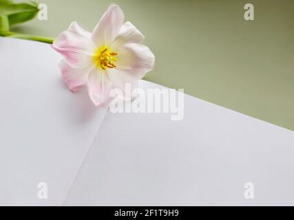 Ouvrez la maquette d'un livre d'esquisse avec une feuille blanche vierge et une fleur de tulipe à bouton ouvert. Banque D'Images
