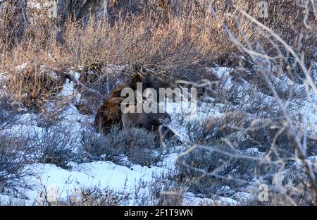 Moose Cow et Calf se rangent dans le ruisseau Ditch après un Tempête de neige dans le parc national de Grand Teton Banque D'Images